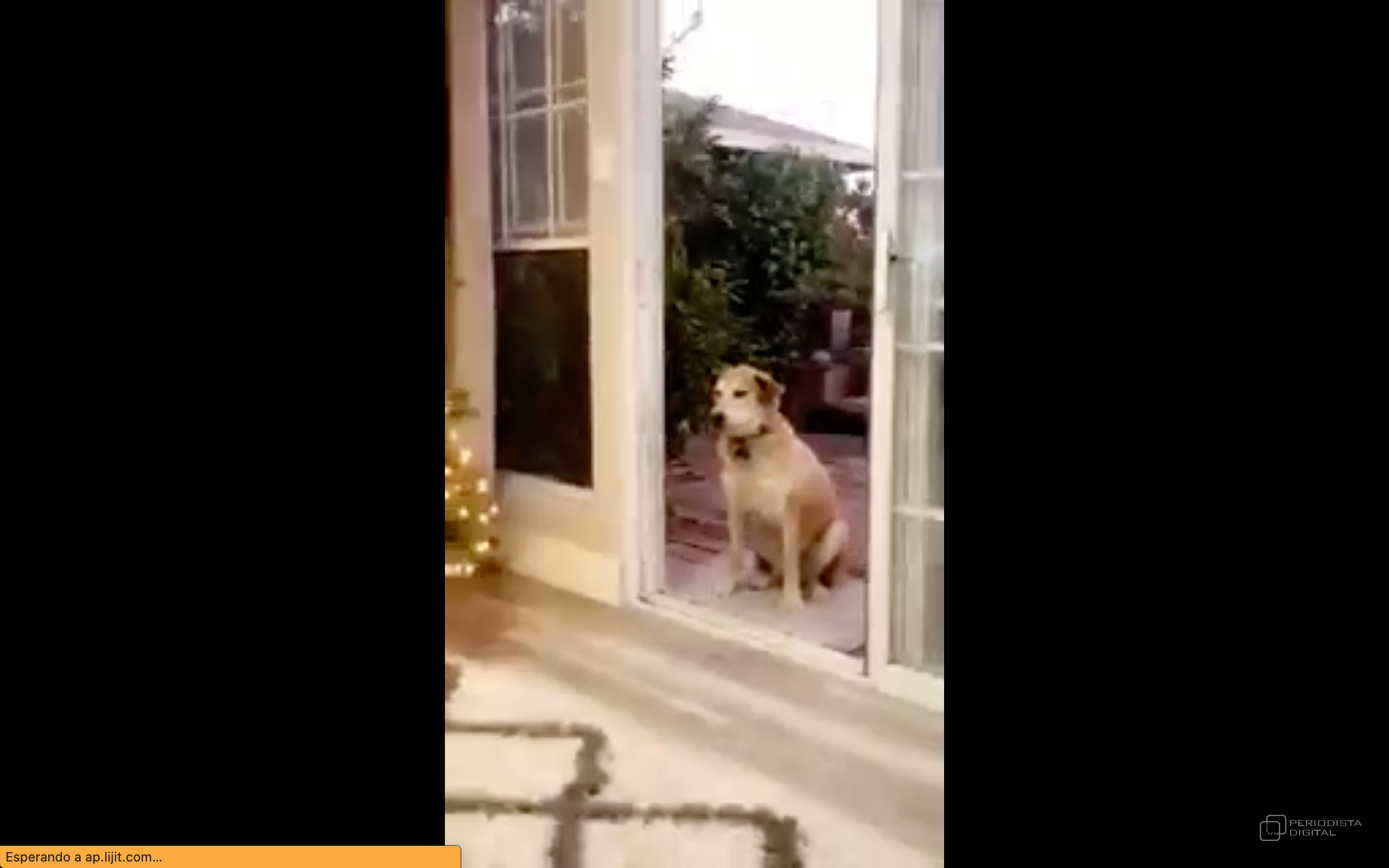 ¿Por qué este perro ve una "puerta invisible"? ¿Por qué este perro ve una "puerta invisible"?