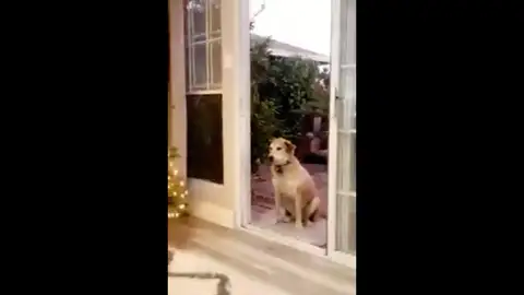 Fotograma de vídeo en el que un perro se paraliza frente a una puerta Fotograma de vídeo en el que un perro se paraliza frente a una puerta