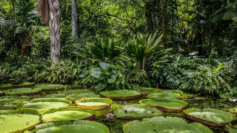 Mas de 9.000 especies de arboles quedan por descubrirse en la Tierra