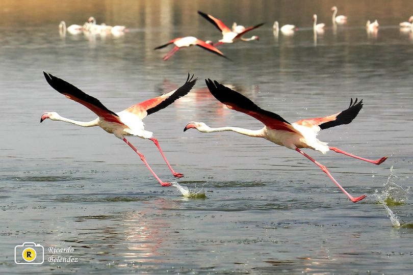 El director del Teatro Circo en Albacete, ofrece en Alcázar la mejor visión de uno de sus hobbies El director del Teatro Circo en Albacete, ofrece en Alcázar la mejor visión de uno de sus hobbies
