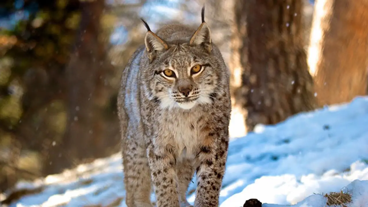 Lince en Lacuniacha Lince en Lacuniacha