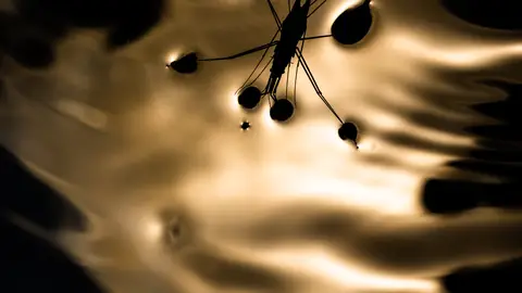 Zapatero Splash Zapatero Splash