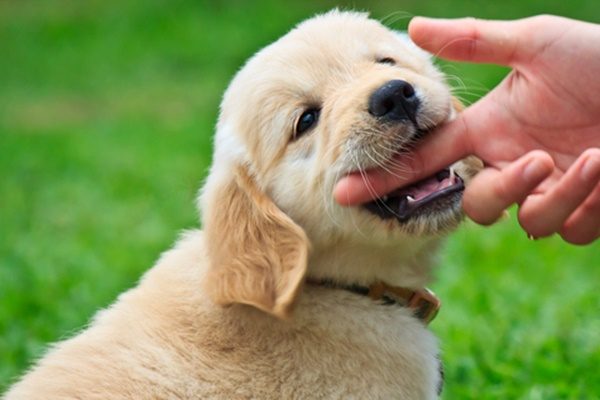 Ángel Osuna, adiestrador canino, Consejos para el ejercicio de inhibición de mordida Ángel Osuna, adiestrador canino, Consejos para el ejercicio de inhibición de mordida