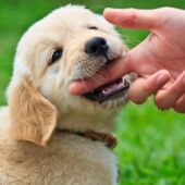 Ángel Osuna, adiestrador canino, Consejos para el ejercicio de inhibición de mordida 