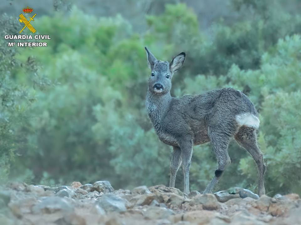 La Guardia Civil rescata un corzo que deambulaba por Altea La Guardia Civil rescata un corzo que deambulaba por Altea
