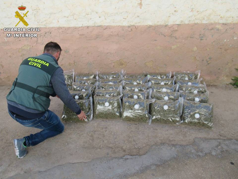 Cae en Alicante una banda dedicada al cultivo de marihuana para su exportación Cae en Alicante una banda dedicada al cultivo de marihuana para su exportación