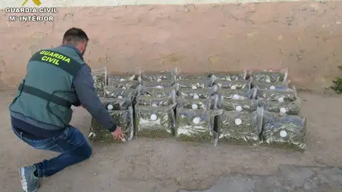 Cogollos de marihuana decomisados Cogollos de marihuana decomisados