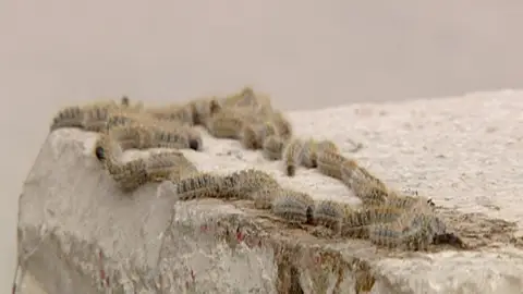 Procesionaria Procesionaria