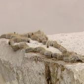 Procesionaria Procesionaria