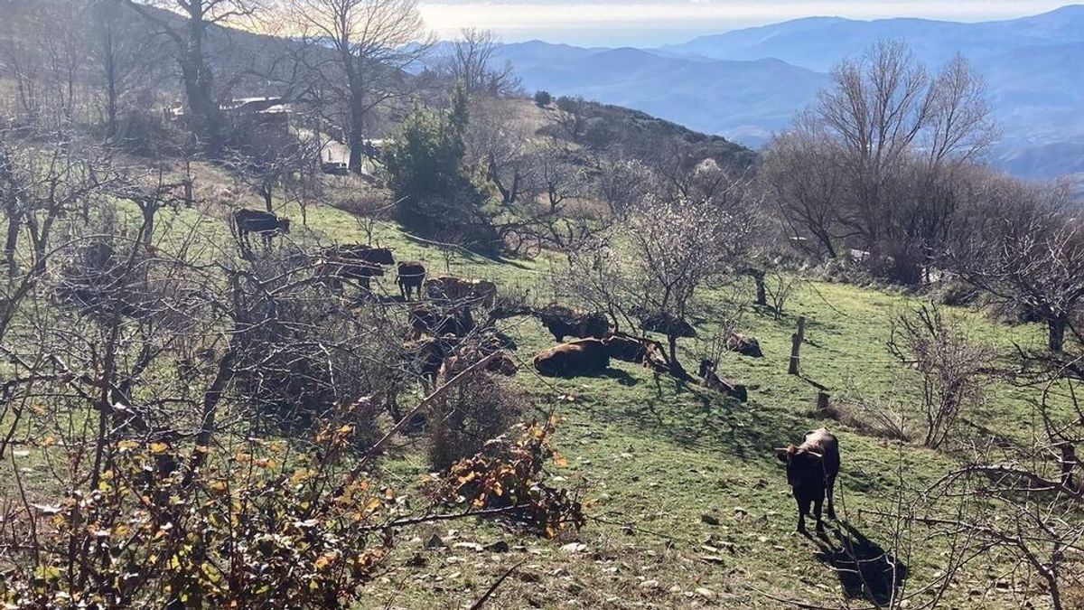 Buscan a los dueños de casi cien vacas sueltas en Bayárcal que han causado daños a los vecinos Buscan a los dueños de casi cien vacas sueltas en Bayárcal que han causado daños a los vecinos