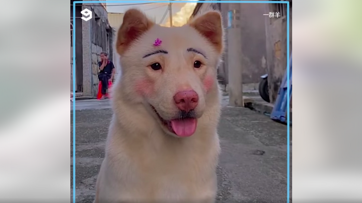 La moda de teñir o hacer la manicura a los perros ¿afecta estos cambios estéticos a su comportamiento? La moda de teñir o hacer la manicura a los perros ¿afecta estos cambios estéticos a su comportamiento?