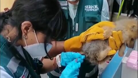 Fotograma del v&iacute;deo del zorro andino con el rabo cortado