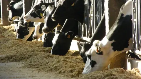 La fageda Fundación la Fageda