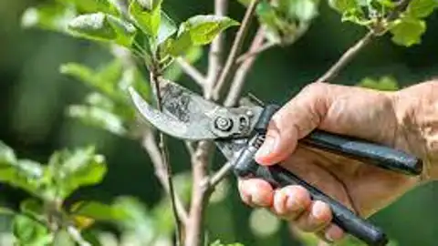 Poda de frutales Poda de frutales