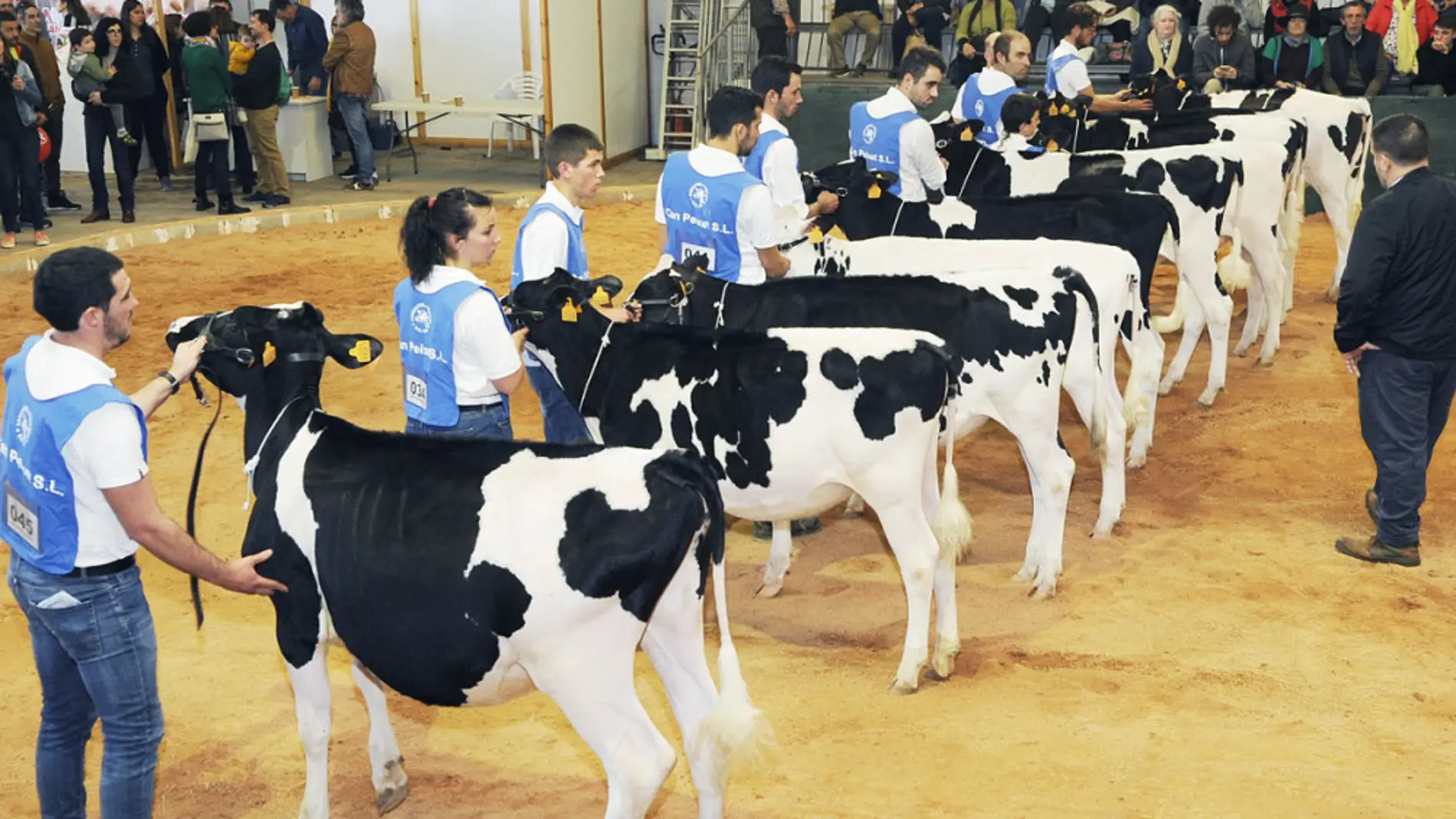 Vacas participando en el concurso morfológico. 