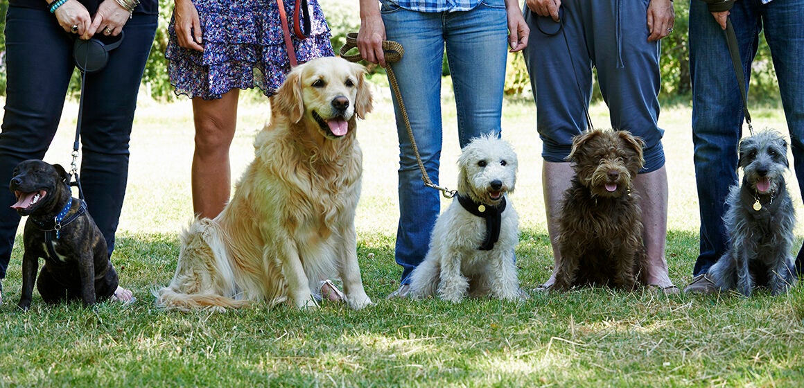El Concello de Vigo inicia una experiencia piloto para disminuir el rastro que dejan los perros tras orinar en espacios públicos. El Concello de Vigo inicia una experiencia piloto para disminuir el rastro que dejan los perros tras orinar en espacios públicos.