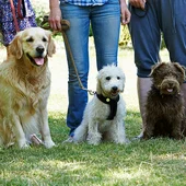 Perros en el parque Perros en el parque