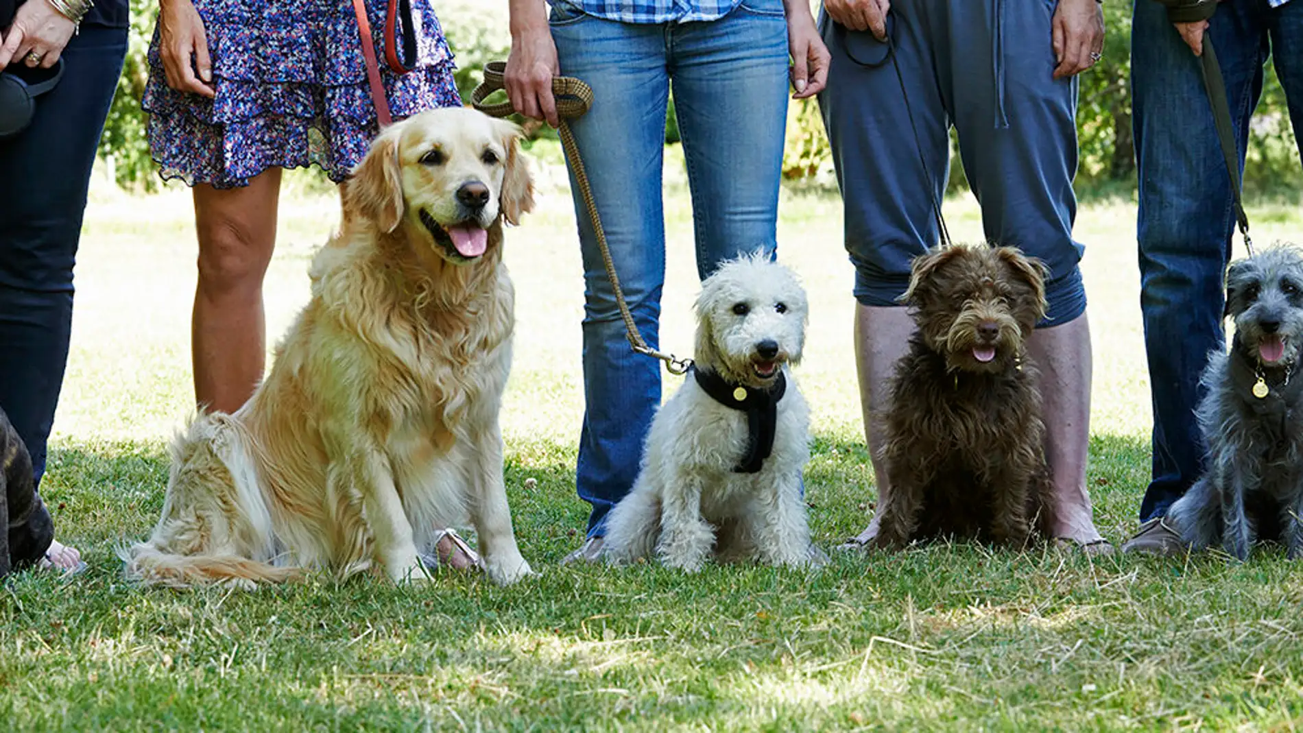 Ángel Osuna, adiestrador, "Los parques caninos son espacios muy beneficiosos para nuestros perros"     