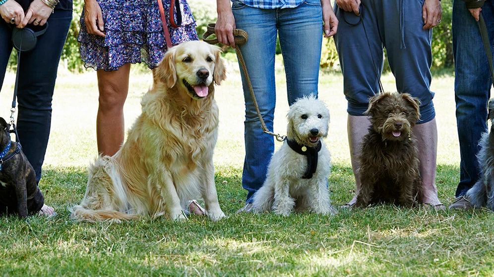 Perros en el parque can