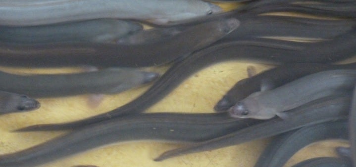 Los pescadores de angula de El Perellonet reclaman a la Generalitat poder faenar más días Los pescadores de angula de El Perellonet reclaman a la Generalitat poder faenar más días