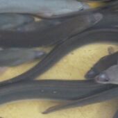 Angulas pescadas en l'Albufera (Archivo)