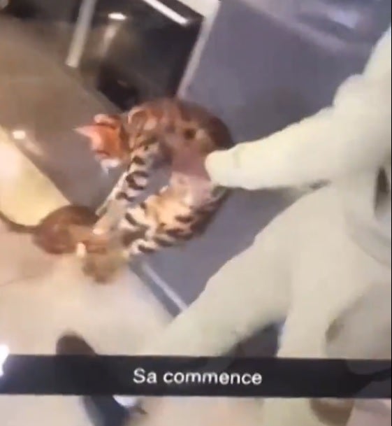El indignante video del futbolista, Kurt Zouma, maltratando a un gato El indignante video del futbolista, Kurt Zouma, maltratando a un gato