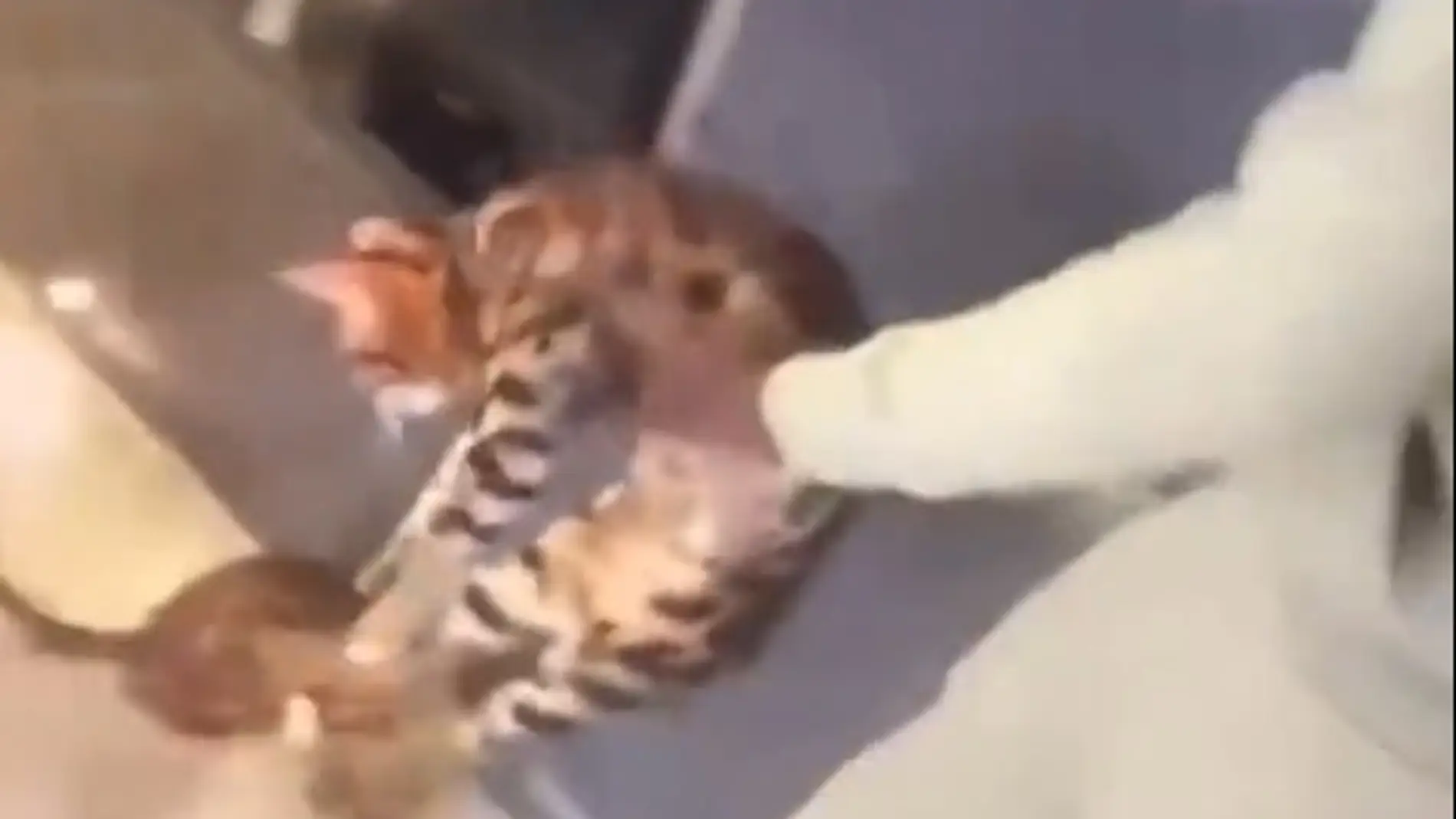 El indignante video del futbolista, Kurt Zouma, maltratando a un gato