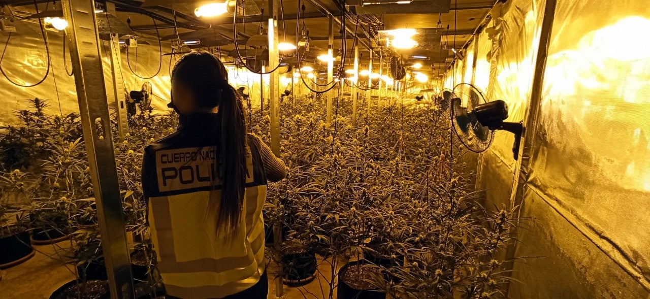 La Policía Nacional de Elche desarticula una organización dedicada al cultivo de marihuana y su venta a gran escala La Policía Nacional de Elche desarticula una organización dedicada al cultivo de marihuana y su venta a gran escala