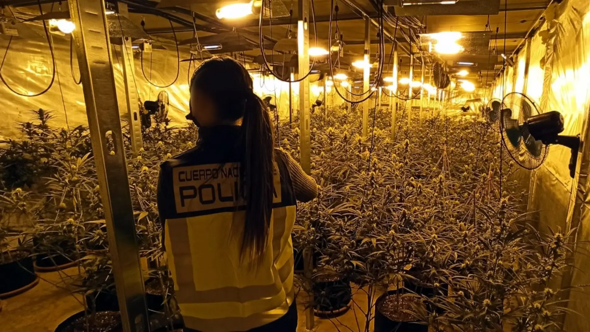 Una de las plantaciones de marihuana desmanteladas por la Policía Nacional.