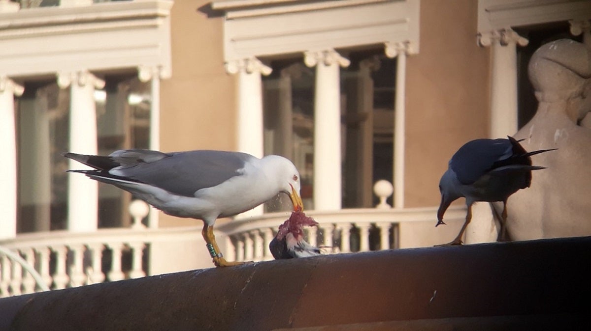 ¿Existen las plagas de gaviotas? Qué debemos hacer frente a un grupo numeroso de estas aves ¿Existen las plagas de gaviotas? Qué debemos hacer frente a un grupo numeroso de estas aves