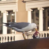 Las gaviotas ayudan a la dispersion de especies de plantas invasoras y nativas Las gaviotas ayudan a la dispersion de especies de plantas invasoras y nativas