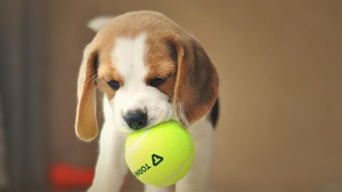 Un cachorro de perro beagle
