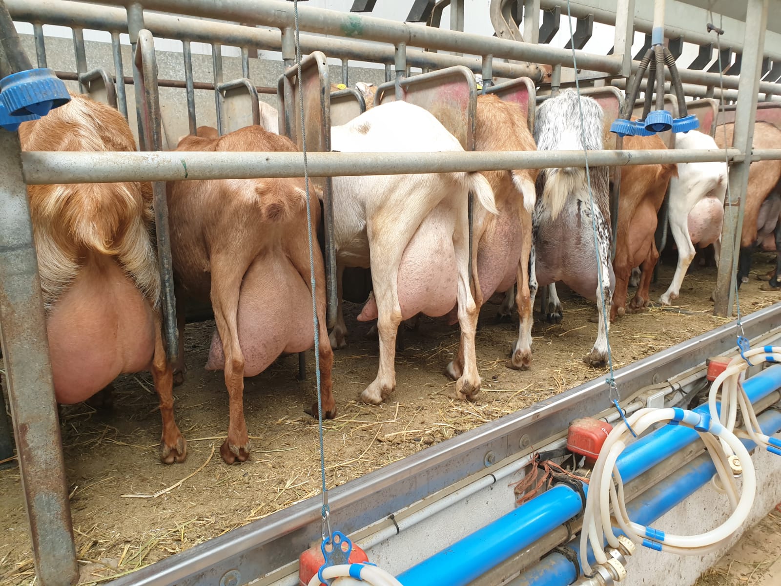 Ganaderos de la provincia de Ciudad Real afectados por la entrada en concurso de acreedores de la cooperativa UNIPROCA Ganaderos de la provincia de Ciudad Real afectados por la entrada en concurso de acreedores de la cooperativa UNIPROCA