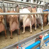 Imagen ordeño cabras Imagen ordeño cabras