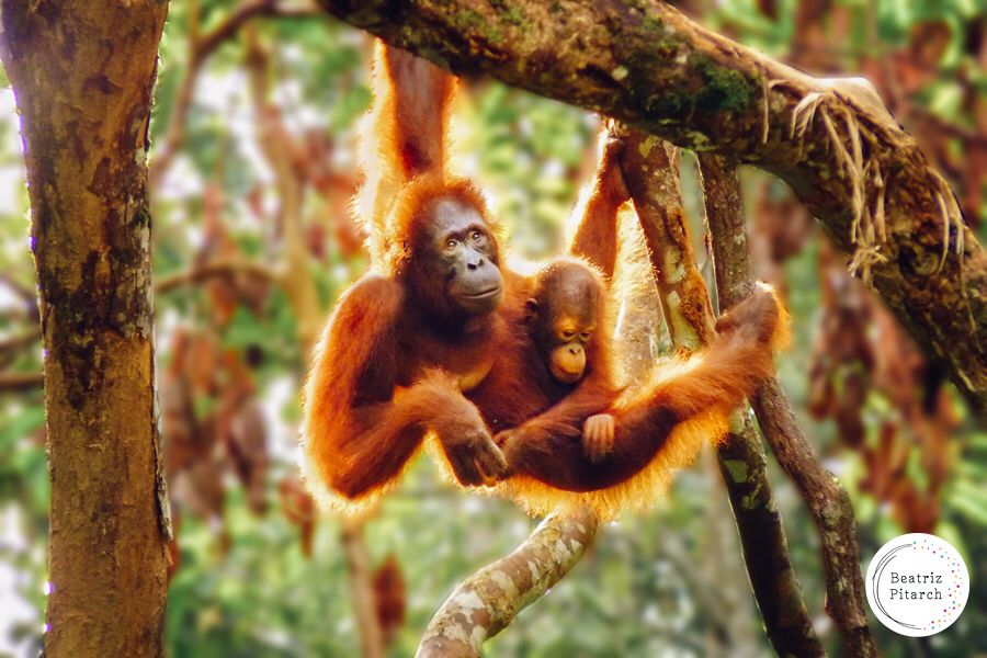 Borneo, un paraíso natural con orangutanes y flores únicas Borneo, un paraíso natural con orangutanes y flores únicas