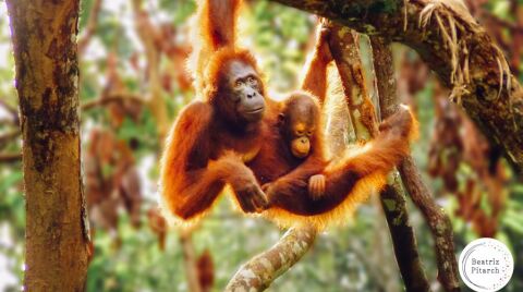 Orangutanes en la isla de Borneo