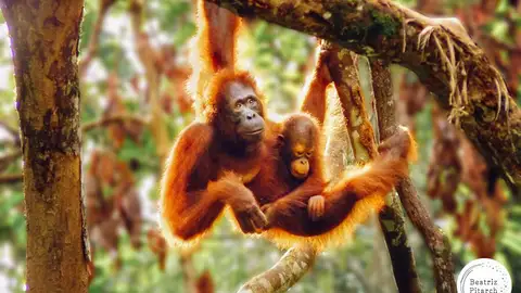 Orangutanes en la isla de Borneo Orangutanes en la isla de Borneo