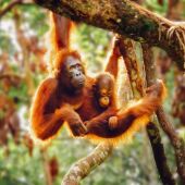 Orangutanes en la isla de Borneo