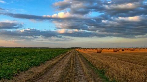 Campos al atardecer