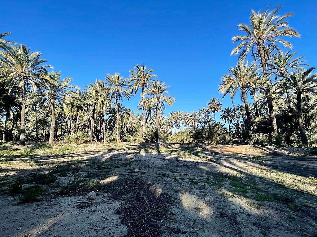 El día de San Juan en Elche, Crevillent y Santa Pola: mucho sol y calor El día de San Juan en Elche, Crevillent y Santa Pola: mucho sol y calor