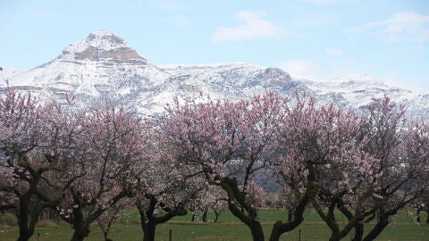 Floración del almendro en la Hoya de Huesca