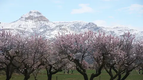 Floración del almendro en la Hoya de Huesca Floración del almendro en la Hoya de Huesca
