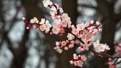 Flores Flores