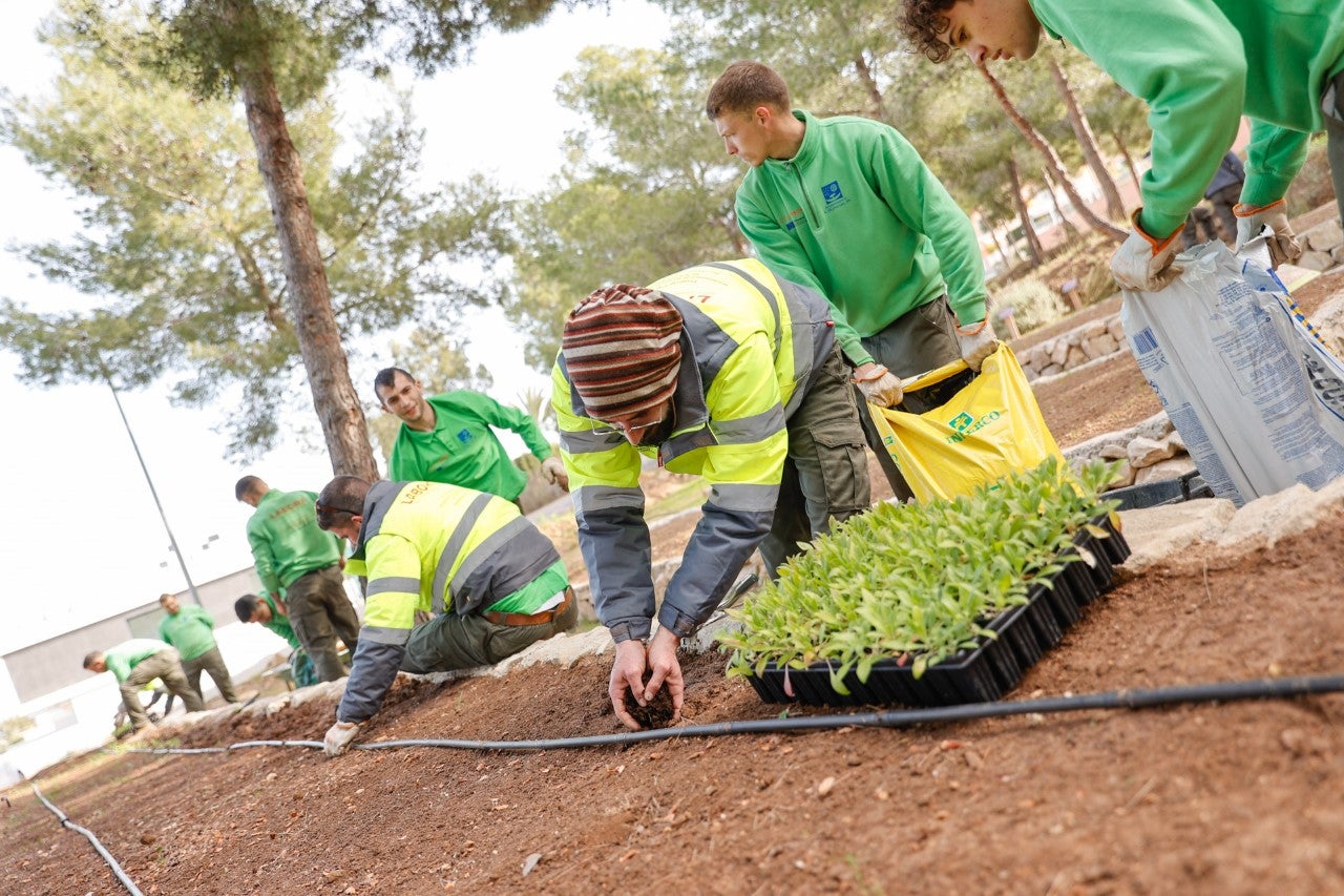 El Centro Los Carrascos de Alfaz se convierte en el mayor semillero de la Comunitat para salvar una planta autóctona El Centro Los Carrascos de Alfaz se convierte en el mayor semillero de la Comunitat para salvar una planta autóctona
