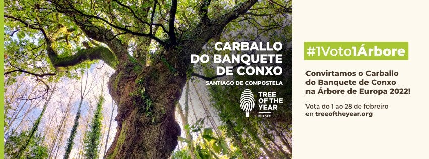 El árbol gallego de la libertad que lucha por convertirse en el mejor de Europa El árbol gallego de la libertad que lucha por convertirse en el mejor de Europa