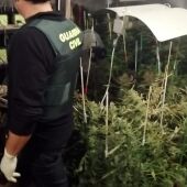 La Guardia Civil detiene a una persona por un delito contra la salud pública por cultivo de marihuana