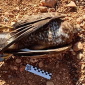 Águila ratonera encontrada por el SEPRONA Águila ratonera encontrada por el SEPRONA
