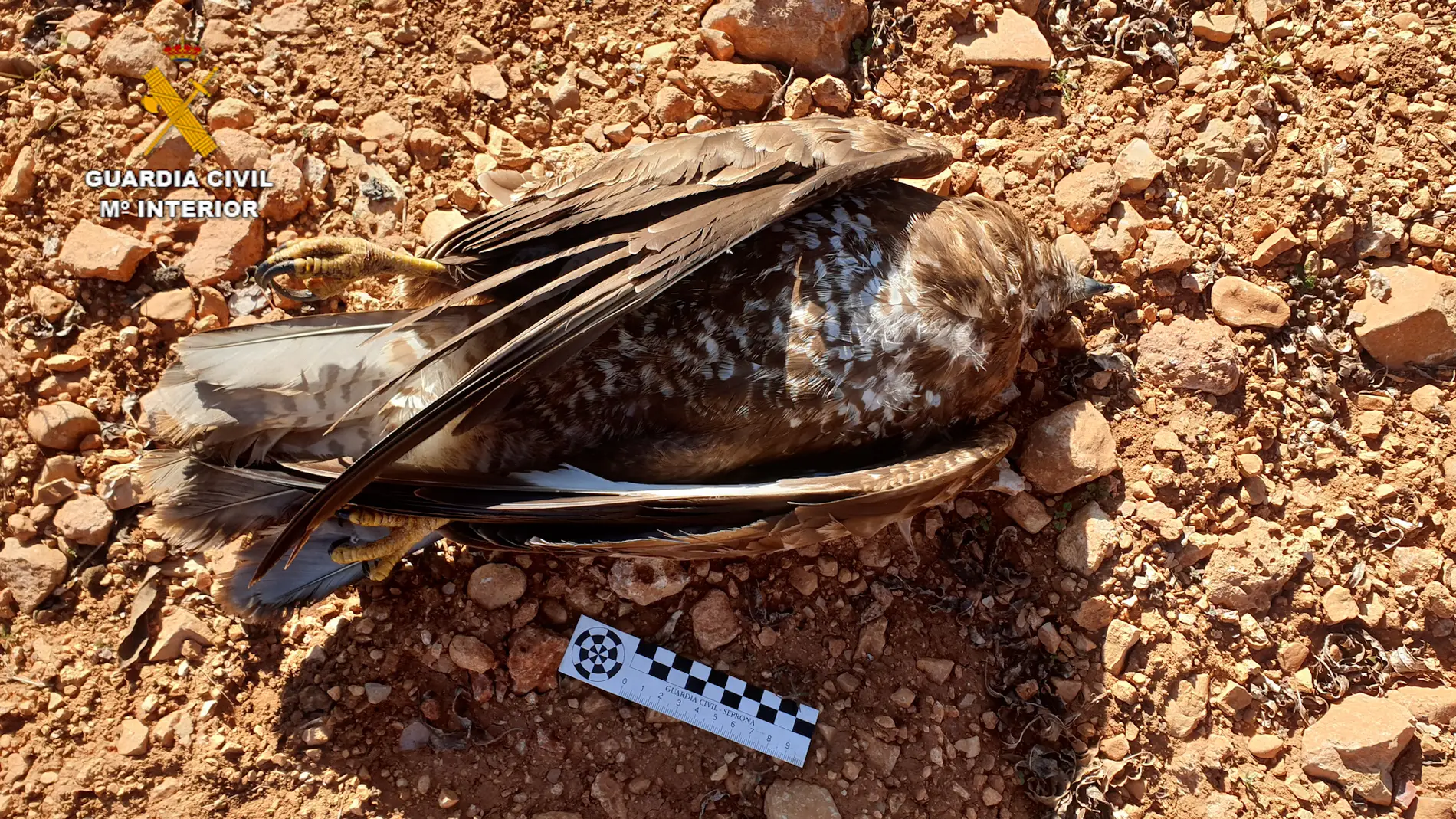 Águila ratonera encontrada por el SEPRONA