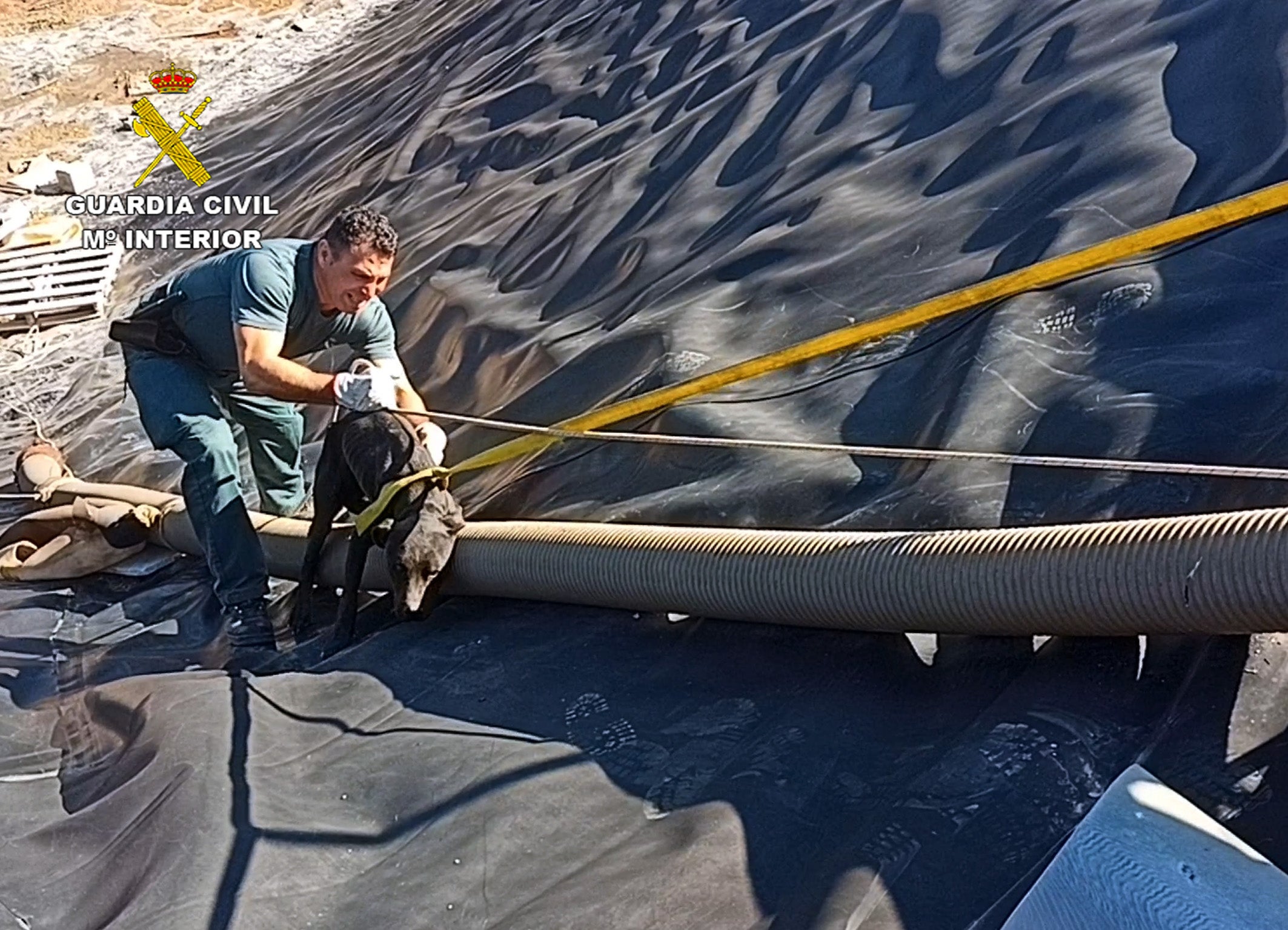 La Guardia Civil rescata a dos perros atrapados en una balsa de riego desaguada en Librilla La Guardia Civil rescata a dos perros atrapados en una balsa de riego desaguada en Librilla