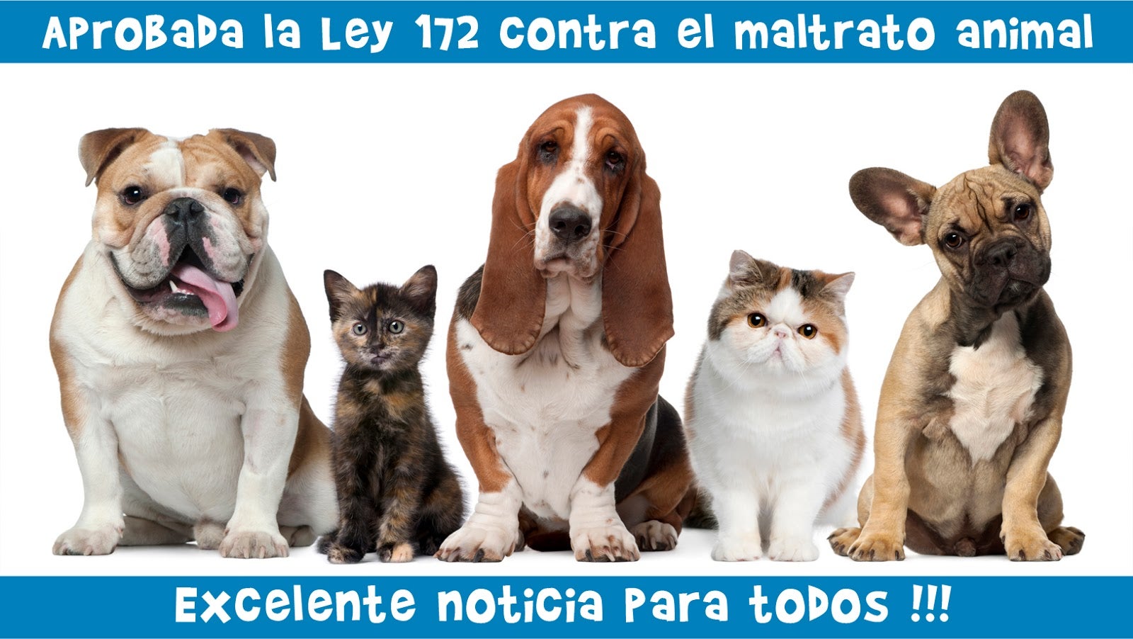 Ángel Osuna, adiestrador canino, " Hay que desterrar el maltrato animal" Ángel Osuna, adiestrador canino, " Hay que desterrar el maltrato animal"